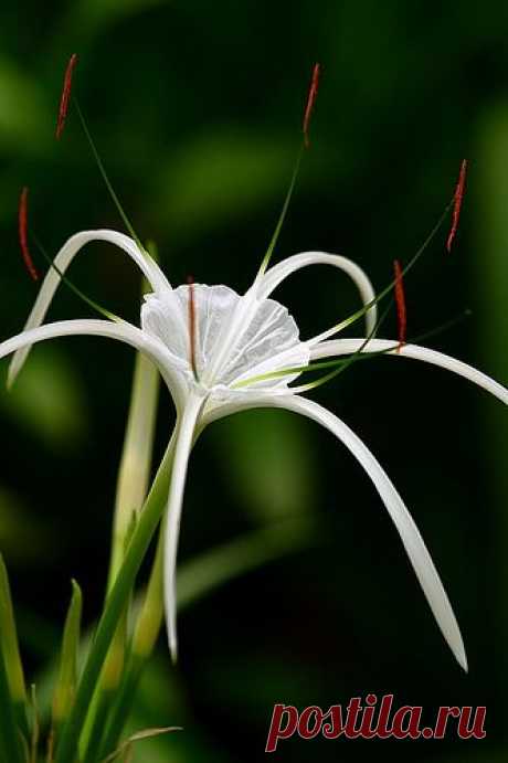Amazing plants and flowers
