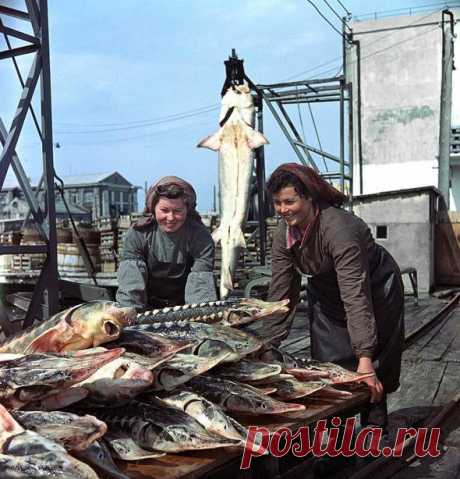 Керченский рыбокомбинат, 1955 год