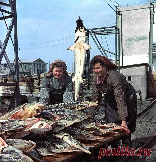 Керченский рыбокомбинат, 1955 год