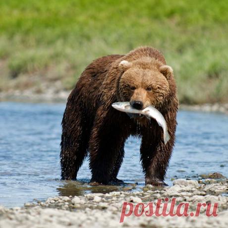 Shop Green - Green Gifts - Help Bears Stay Wild and Free in North America