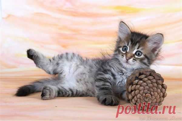 Мой Мир@Mail.Ru