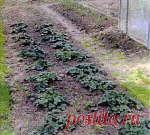 сообщение пижма123 : Дачные хитрости и советы. (07:30 28-03-2014) [4593156/318867241] - nadezda_55@mail.ru - Почта Mail.Ru