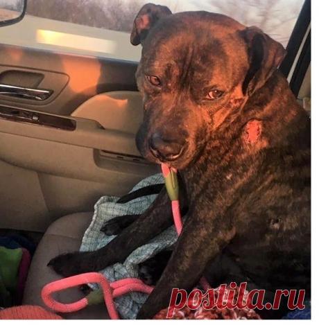 Собаку использовали в качестве мишени для стрельбы, но он все равно верит людям Когда люди встречаются с этой дружелюбной собакой, они и подумать не могут, что пес использовался в качестве мишени для учебной стрельбы. Он облизывает каждое лицо.