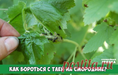 Как бороться с тлей на смородине? 
Тля поражает разные культуры. Это могут быть кустарники, деревья, окультуренные растения вроде огурцов или перца. Есть универсальные методы борьбы с тлей и такие, которые рекомендуется лишь для определенных культур или места (сад, теплица). Смородину обычно поражает галловая тля. 
На красной, белой и розовой смородине она проявляется изначально в виде явных вздутий бордового оттенка, а на черной в виде пятен на листьях которые затем свертываются в трубочки. К
