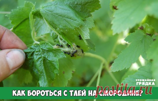 Как бороться с тлей на смородине? 
Тля поражает разные культуры. Это могут быть кустарники, деревья, окультуренные растения вроде огурцов или перца. Есть универсальные методы борьбы с тлей и такие, которые рекомендуется лишь для определенных культур или места (сад, теплица). Смородину обычно поражает галловая тля. 
На красной, белой и розовой смородине она проявляется изначально в виде явных вздутий бордового оттенка, а на черной в виде пятен на листьях которые затем свертываются в трубочки. К