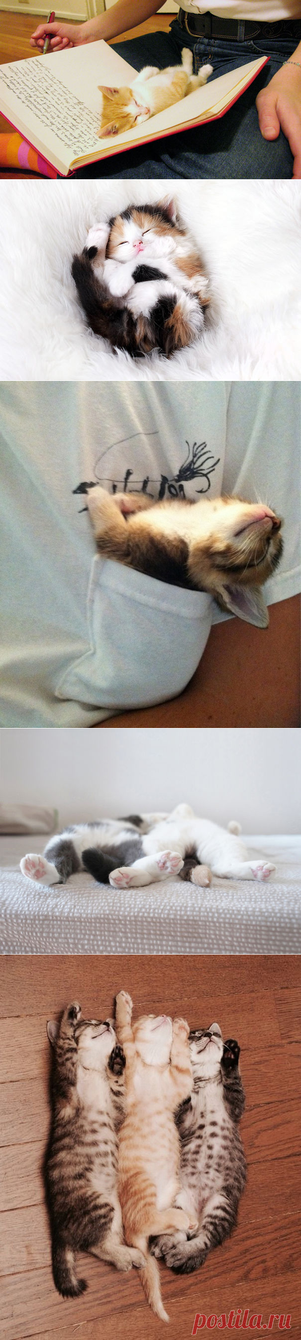 22 уютно спящих котенка
