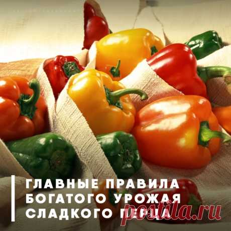10 советов для богатого урожая перца — Садоводка
