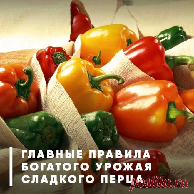 10 советов для богатого урожая перца — Садоводка