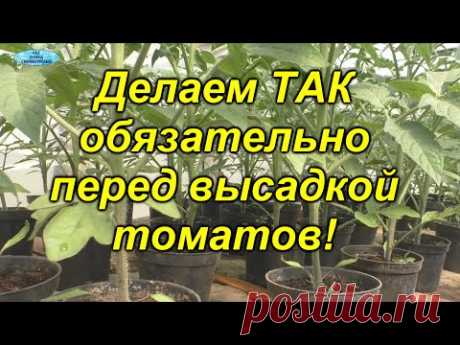 Мы никогда не высаживаем свои томаты, пока не сделаем эти ТРИ вещи!