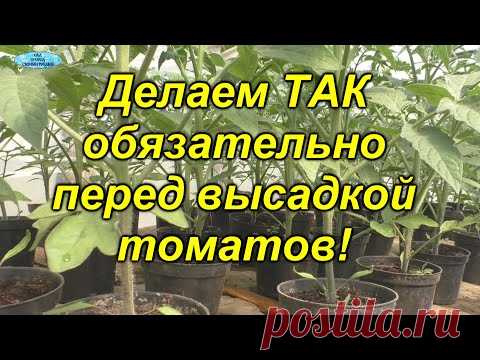 Мы никогда не высаживаем свои томаты, пока не сделаем эти ТРИ вещи!
