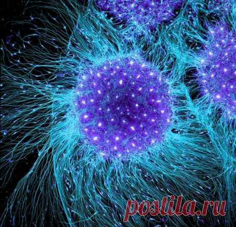 Учёные доказали, что слова могут оживлять мёртвые клетки | Woman | Женский Журнал | Яндекс Дзен