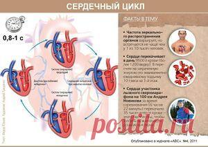 СЕРДЦЕ-Биология