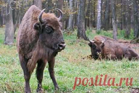 В Орловской области начнут наблюдать за зубрами по-новому. Национальный парк в Орловской области получил технику, которая позволит специалистам по-новому наблюдать за живущими на территории зубрами. Об этом сообщает ГТРК «Орел». Как отмечается, в распоряжение работников парка поступили десять фотоловушек и квадрокоптер. Новое оборудование было закуплено на средства гранта.