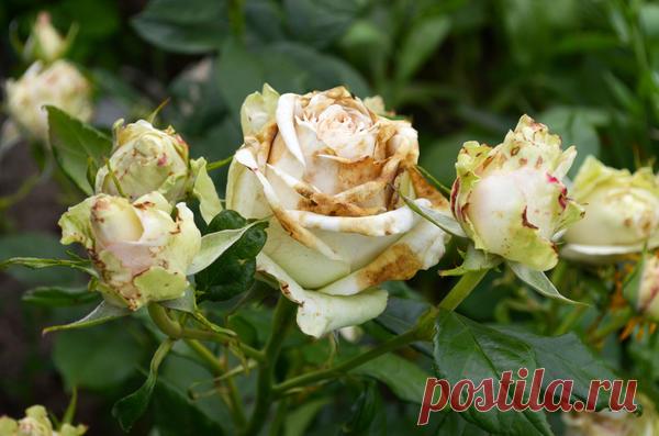 Болезни и вредители роз: эти симптомы должен знать каждый розовод