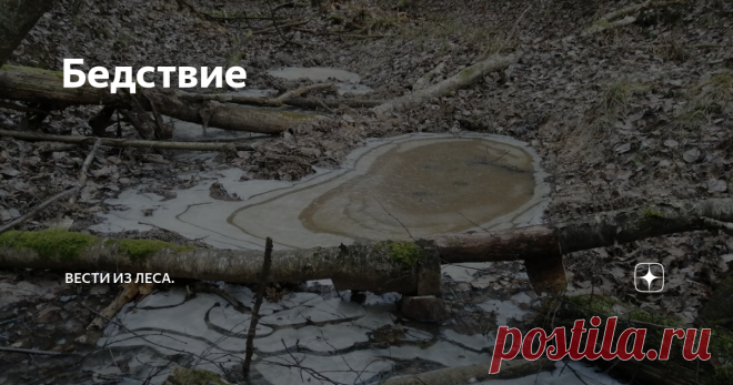 Бедствие  Совершенно незаметно для большинства людей, прямо сейчас, в лесу началось настоящее  бедствие. Мало кто задумывается над этим.
Причиной явились природные выкрутасы этой аномальной осени и наступившей зимы. Слишком резко пришли крепкие морозы, при полном отсутствии снега. У нас в Смоленской области, три ночи