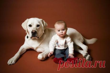 Собаки няни-фото