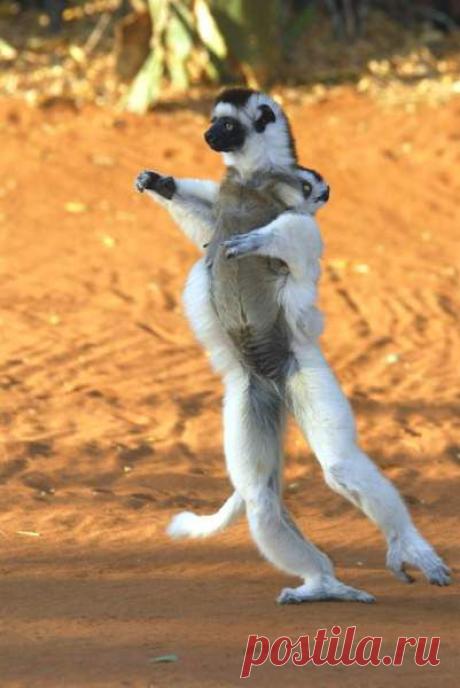 (+1) тема - Забавные сифаки | НАУКА И ЖИЗНЬ