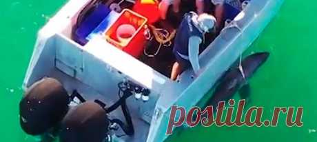 В акватории австралийского штата Новый Южный Уэльс произошла первая за год смерть от акул, из-за которой пришлось от этих самых созданий избавиться. Но как это сделать гуманным способом?