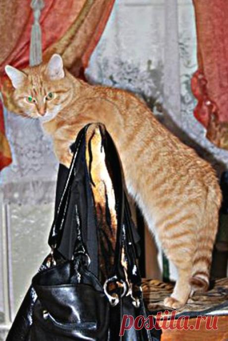 Я не доверяю людям, которым не нравятся коты.
Но я доверяю коту, когда ему не нравится человек.
