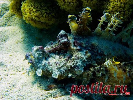 Дайвинг в Хургаде | Фотогалерея | Обитатели Красного моря | Бородавчатка