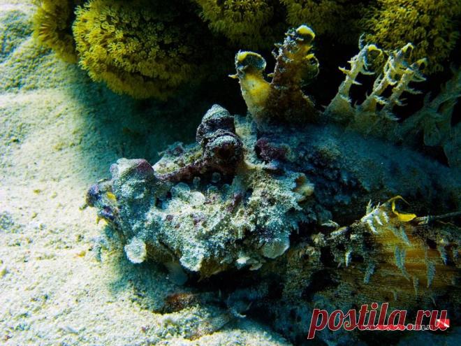 Дайвинг в Хургаде | Фотогалерея | Обитатели Красного моря | Бородавчатка