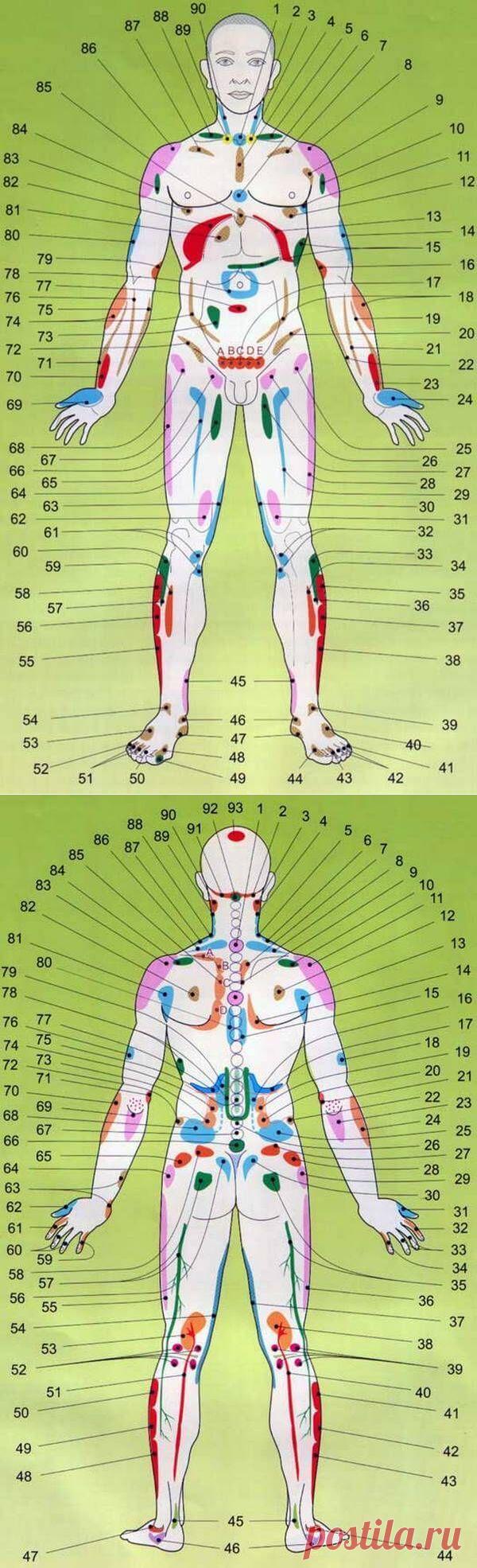 Проекционные зоны внутренних органов на теле человека - узнайте себя лучше!
