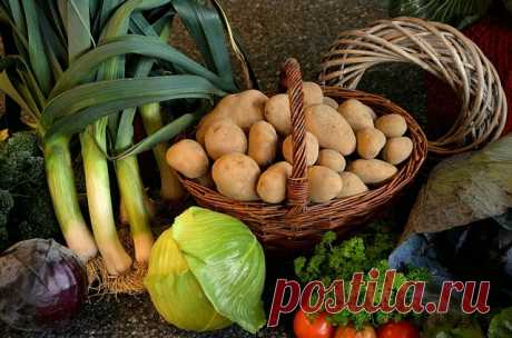 Спасение картофеля от проволочника народными и химическими средствами | Журнал "JK" Джей Кей Проволочник — личинка жука-щелкуна входит в число самых распространенных вредителей, обитающих в верхнем слое грунта. Вредители питаются клубнями, корнями и