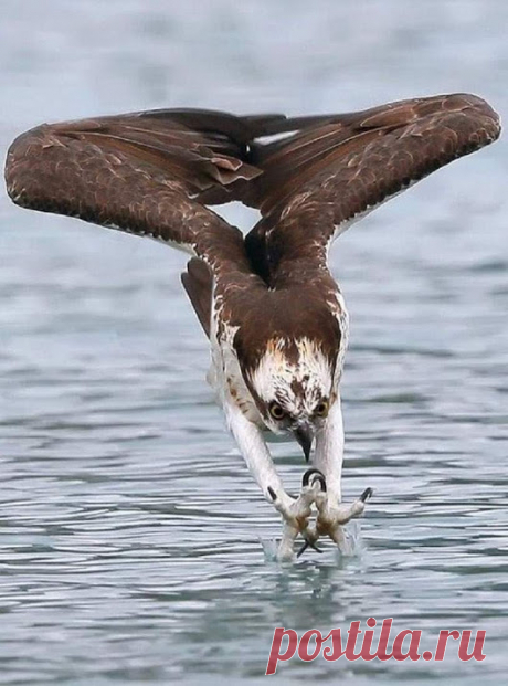 WOA Animal – Google+