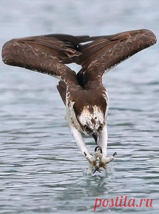 WOA Animal – Google+