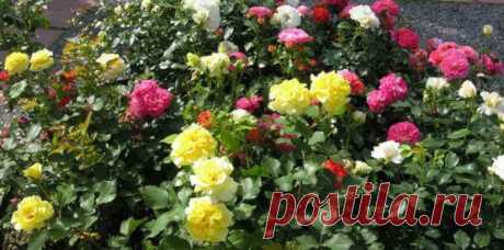 Полезные заметки - My Garden Полезные заметки. Чтобы цветник поражал своей красотой, нужно учесть правила сочетания растений. Начнем с тех цветов, которые являются плохими соседями друг для друга.