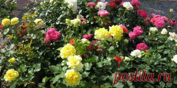 Полезные заметки - My Garden Полезные заметки. Чтобы цветник поражал своей красотой, нужно учесть правила сочетания растений. Начнем с тех цветов, которые являются плохими соседями друг для друга.