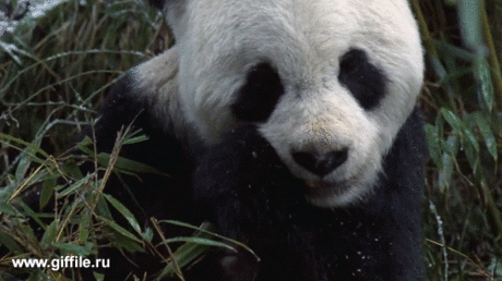 giffile.ru_gif_animals_724_thumb_500.gif (Изображение GIF, 500 × 280 пикселов)