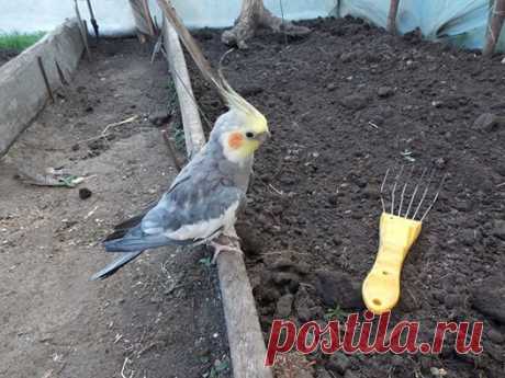 Любовь Ананина