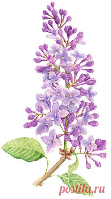 Найдено на сайте flickr.com.