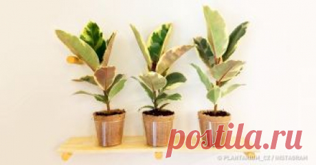 Мы собрали 13 домашних растений, которые приносят максимум пользы, но требуют минимум забот В последние годы разведение комнатных растений стало популярным не только у представителей взрослого поколения, но и у молодежи. Об этом говорит отчет Garden Media Group за 2017 год. В тренде озеленение жилых квартир и офисных помещений. Современный ритм жизни не дает большинству людей возможности уделять много времени своим зеленым друзьям. А кому-то и вовсе неохота с ними возиться...