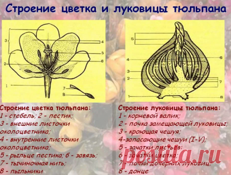 Тюльпаны: какие выкапывать, а какие нет, когда это делать, как хранить и сажать | Волжский сад | Дзен
