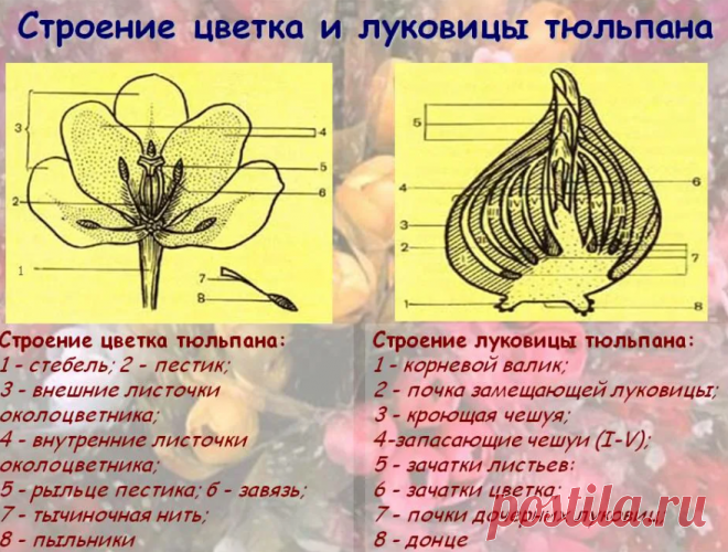 Тюльпаны: какие выкапывать, а какие нет, когда это делать, как хранить и сажать | Волжский сад | Дзен