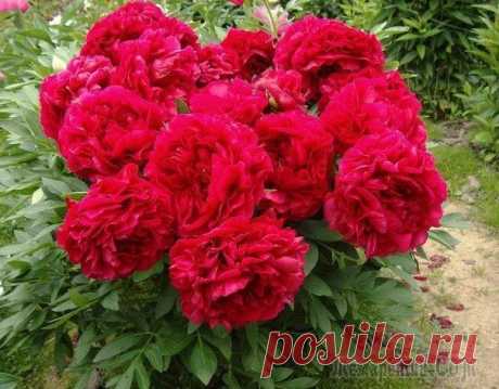 Пионы - календарь ухода В России пионы – одни из самых любимых цветов. Однажды посаженный куст будет радовать великолепным цветением долгие-долгие годы. Начинающих любителей этой культуры да и пионоводов со стажем интересует...