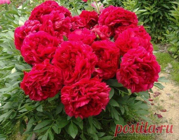 Пионы - календарь ухода В России пионы – одни из самых любимых цветов. Однажды посаженный куст будет радовать великолепным цветением долгие-долгие годы. Начинающих любителей этой культуры да и пионоводов со стажем интересует...