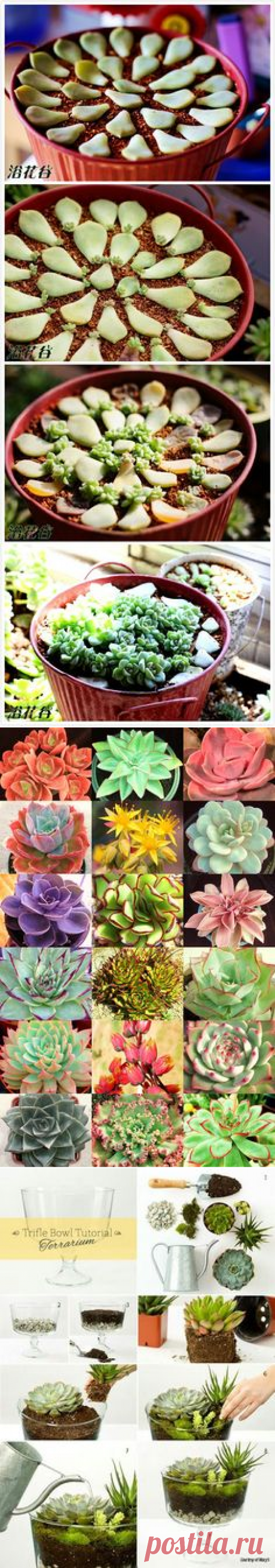 Pinterest • Всемирный каталог идей