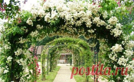 Перголы и арки: изящный декор сада | Handmadeidea