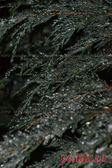Close-up of beautiful frozen evergreen tree, dark cold snowy winter night. Vertical nature background. Стоковое фото, фотограф Ilaronsia / Фотобанк Лори