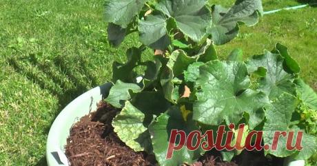 4 способа выращивания огурцов на маленьком участке Как выращивать огурцы на крошечном огороде.