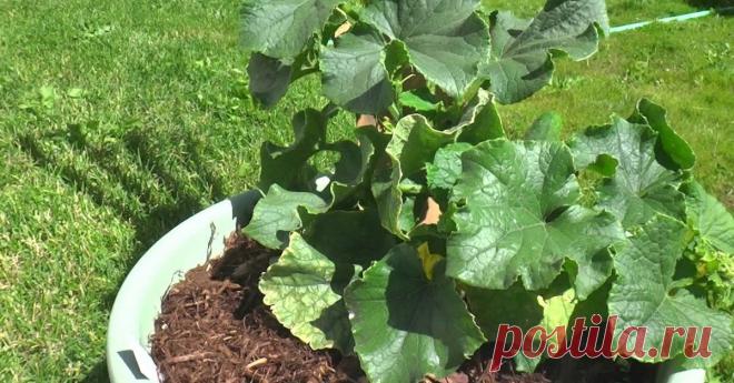 4 способа выращивания огурцов на маленьком участке Как выращивать огурцы на крошечном огороде.
