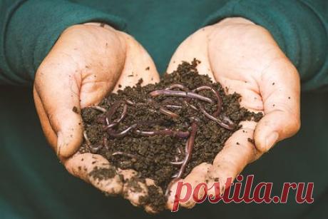 Нашествие прыгающих червей началось в очередном американском штате. Прыгающие черви угрожают экосистеме штата Миссури. Прыгающие черви — это инвазивный вид земляных червей, завезенный в Северную Америку из Азии вместе с растениями и другими агрикультурными материалами. Ранее прыгающие черви уже стали крупной проблемой для Миннесоты и Висконсина.