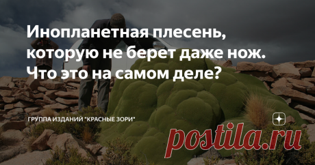 Инопланетная плесень, которую не берет даже нож. Что это на самом деле? Ее можно встретить в Андах на высоте от 3,2 до 4,5 тысяч метров над уровнем моря, то есть в местности практически не пригодной для жизни. Сухая почва и низкие температуры заставляют здешнюю флору прижиматься как можно ближе к земле – туда, где хоть чуточку теплее. Это растение – не исключение. Со стороны оно похоже на мох или плесень, которые покрыли камни. Однако если подойти ближе, станет ясно: перед...