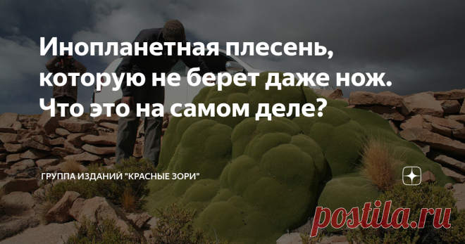 Инопланетная плесень, которую не берет даже нож. Что это на самом деле? Ее можно встретить в Андах на высоте от 3,2 до 4,5 тысяч метров над уровнем моря, то есть в местности практически не пригодной для жизни. Сухая почва и низкие температуры заставляют здешнюю флору прижиматься как можно ближе к земле – туда, где хоть чуточку теплее. Это растение – не исключение. Со стороны оно похоже на мох или плесень, которые покрыли камни. Однако если подойти ближе, станет ясно: перед...