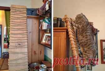 13 отличных лайфхаков, которые облегчат жизнь владельцам кошек | Котомама на пенсии | Яндекс Дзен