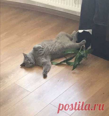 Вот так выглядит философия кошачьего бытия / Питомцы