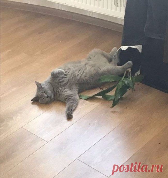 Вот так выглядит философия кошачьего бытия / Питомцы